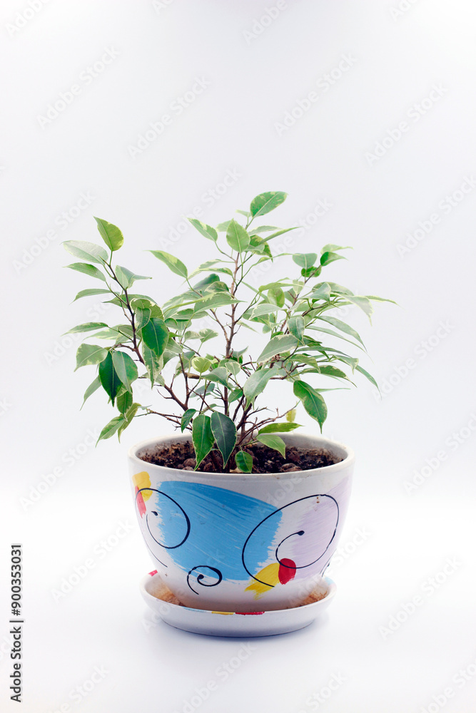 Ficus Benjamin in a light pot or planter. taken in close-up on a white background Ficus Benjamin in a light pot or planter. taken in close-up on a white background