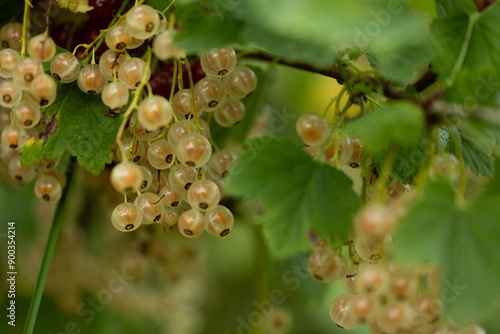 Whitecurrant berries growing in a bush in the garden. Beautiful summer scenery of Latvia, Northern Europe.