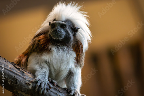 Canvas Print Liszt Monkey (Saguinus oedipus) Perched on Branch, Viewed from Below, Looking Le