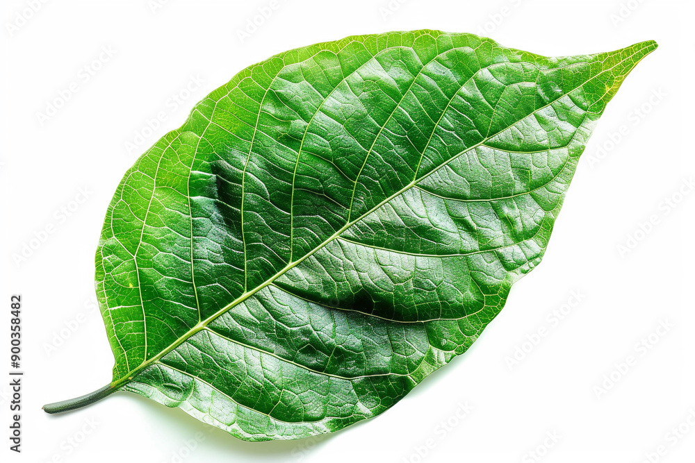 Obraz premium Green leaf isolated on white background