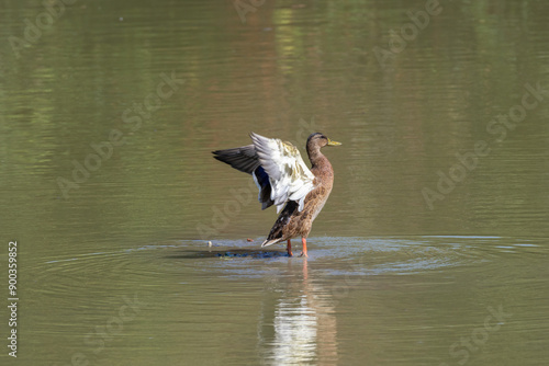 GERMANO REALE FEMMINA OASI NATURALISTICA photo