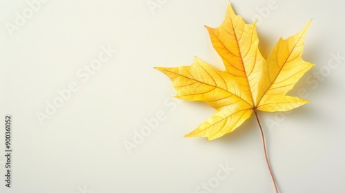 A yellow leaf is on a white background