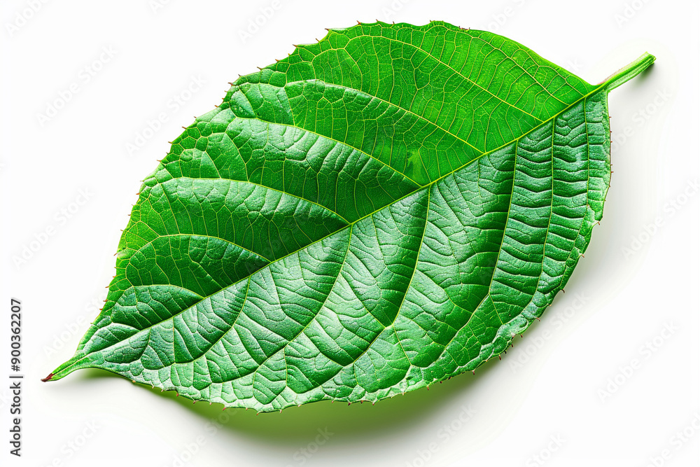 Obraz premium Green leaf isolated on white background