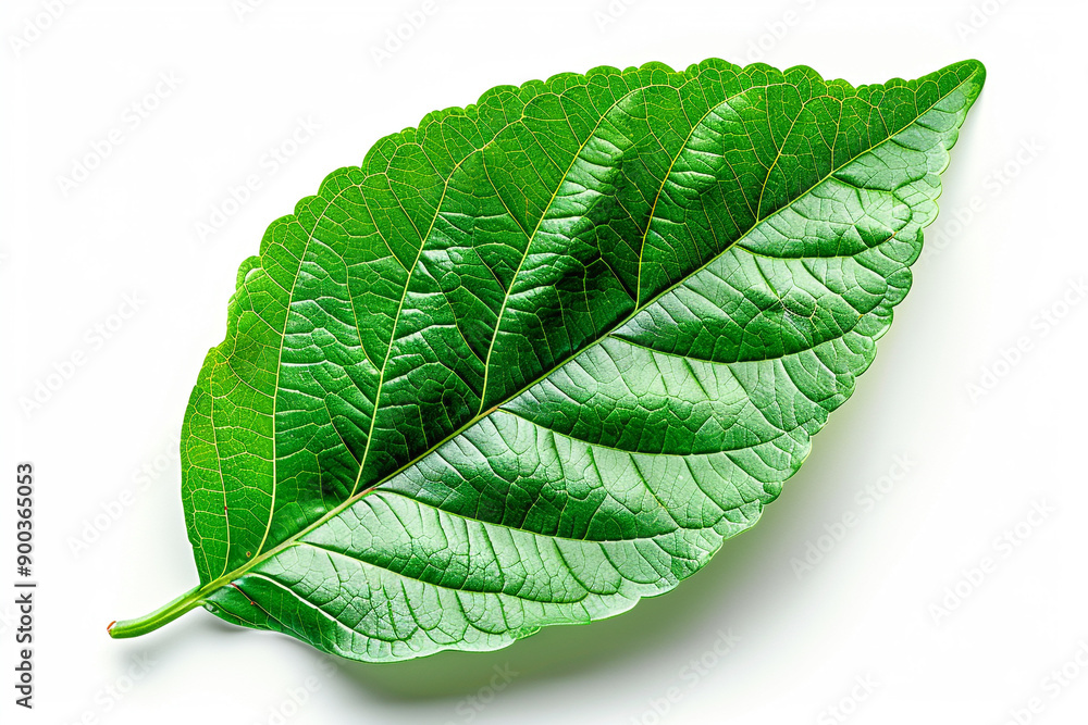 Obraz premium Green leaf isolated on white background