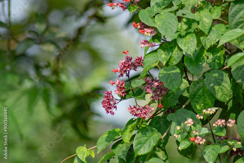 Java red glory Clerodendrum vine photo