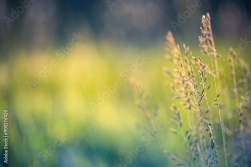 Fototapeta Naklejka Na Ścianę i Meble -  Abstract soft focus sunset field landscape autumn grass meadow warm golden hour sunset sunrise time. Tranquil spring summer nature closeup and blurred forest background. Idyllic nature