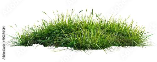 Lush green grass patch showcasing vibrant blades under natural sunlight, perfect for nature-themed designs or landscaping projects.