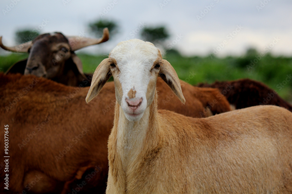 close up shot of goats on road beside farm land close up shot of goats on road beside farm land