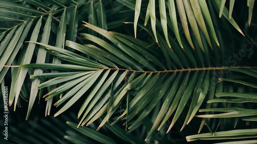 Obraz na płótnie overlapping palm leaves creating dense foliage w salonie