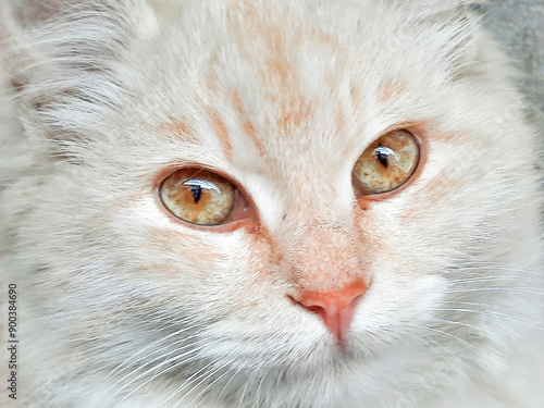 Close-up green eyes of beautiful white and orange cat. Stock Photo.