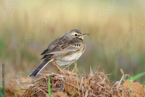 Paddyfield pipit, Anthus rufulus in Thailand photo