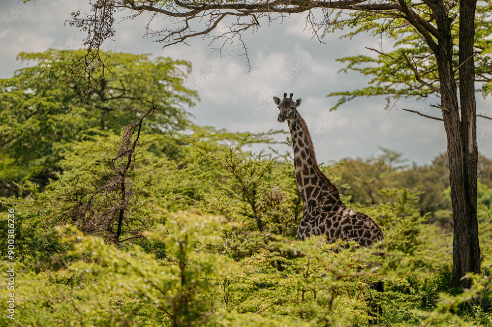 Fototapeta premium A giraffe in their real habitat. A giraffe in african savannah. Giraffe in tanzania