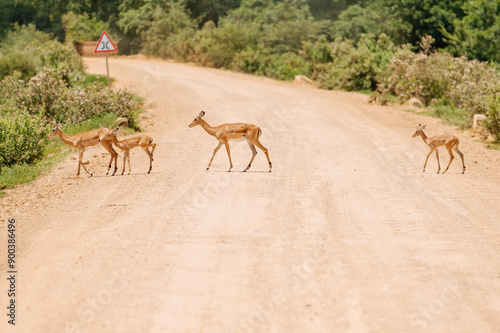 Deer are in their habitat.