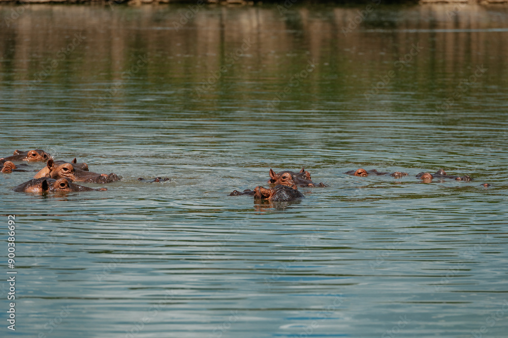 Close up picture of a hippopotamus had in the lake in the middle of african savanna.