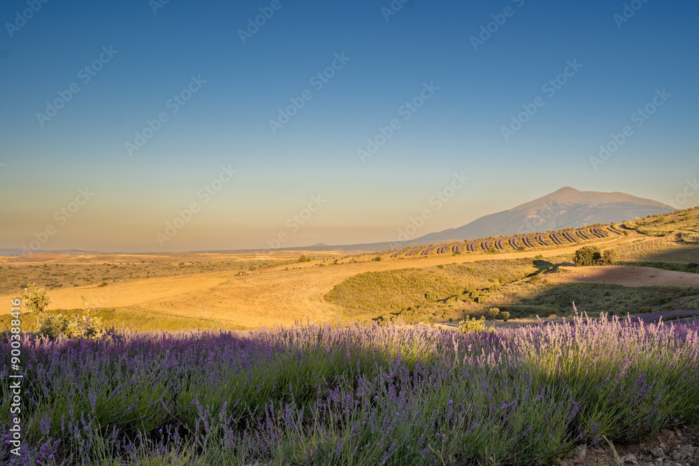 Obraz premium Lavanda San Felices Soria