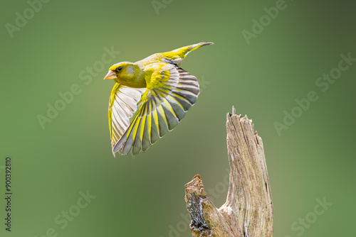Photos Close up of Greenfinch, Chloris chloris, flying from dead vertical tree stump wi