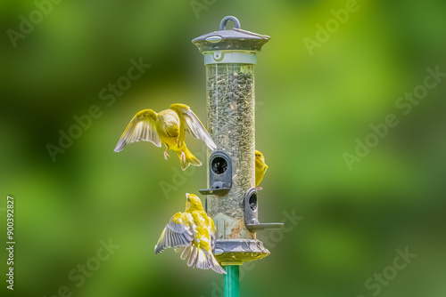 Close-up of fluttering fighting Greenfinches, Chloris chloris, at a feed silo with black sunflower seeds against blurred green background