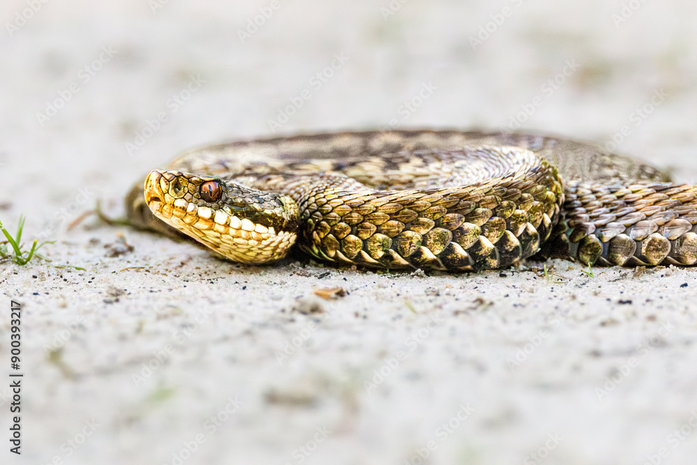 Fototapeta premium Close up head of an Adder, Vipera berus, in attack position on a light sandy surface with black forked tongue sticking out of the mouth and beautiful yellow gold scales and black zigzag pattern
