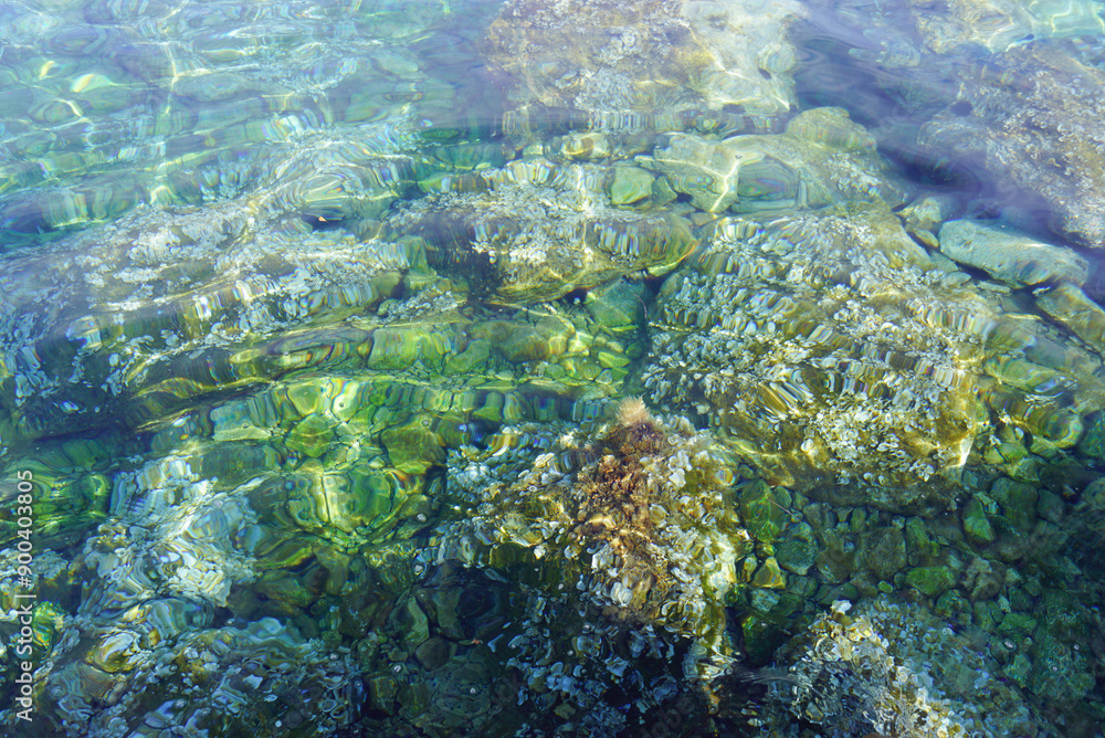Marine background from Montenegro: view from the shore of algae-covered rocks at the bottom under water. Clear and clean water of the Adriatic Sea on the beach in the Bay of Kotor. Marine background from Montenegro: view from the shore of algae-covered rocks at the bottom under water. Clear and clean water of the Adriatic Sea on the beach in the Bay of Kotor.