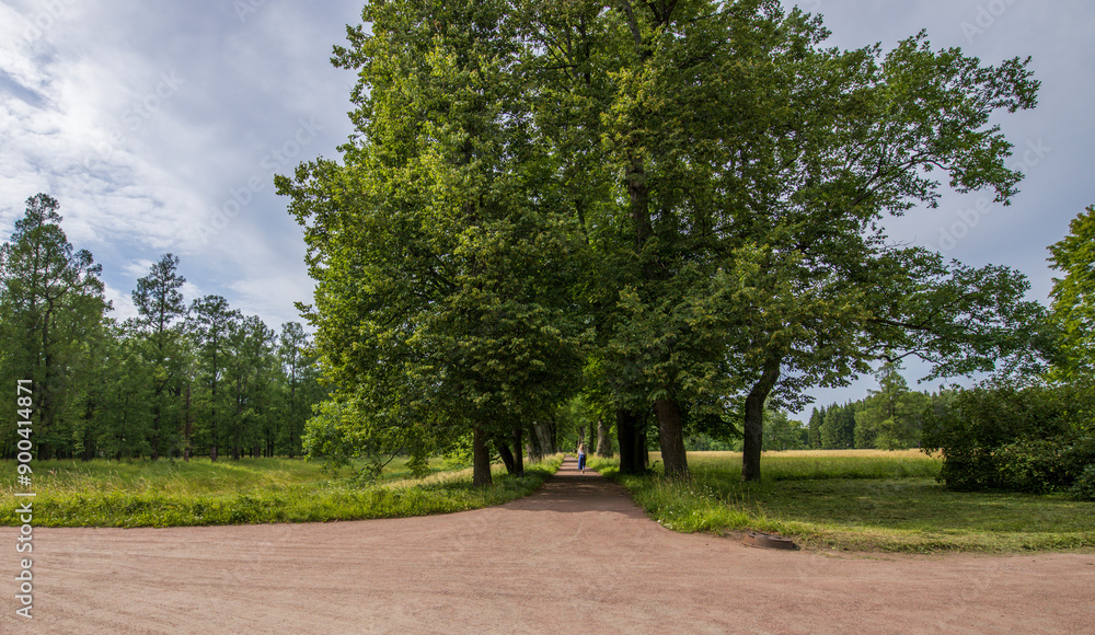 A serene path through a lush green forest on a sunny day. Trees overhead cast dappled shadows, leading to a clearing where sunlight filters through