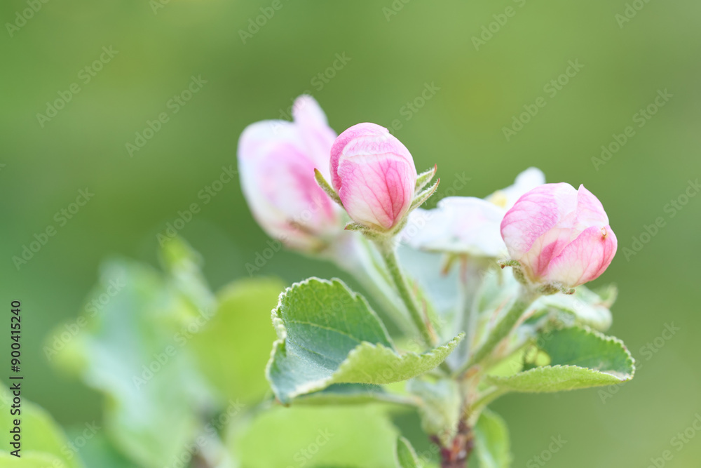 Blooming flower of apple tree in the garden. Close up of flower buds on bright, sunny, natural background Blooming flower of apple tree in the garden. Close up of flower buds on bright, sunny, natural background