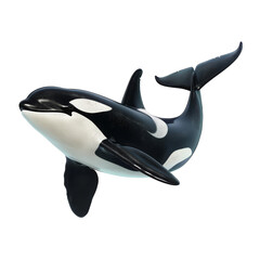 Orca Whale Digital Artwork with Transparent Background