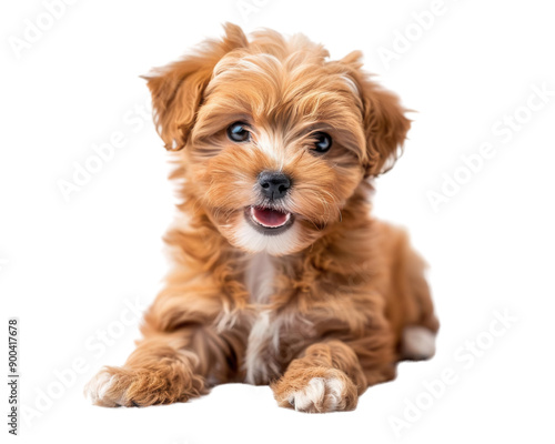 The delightful Maltipoo puppy with a teddy bearlike appearance photo