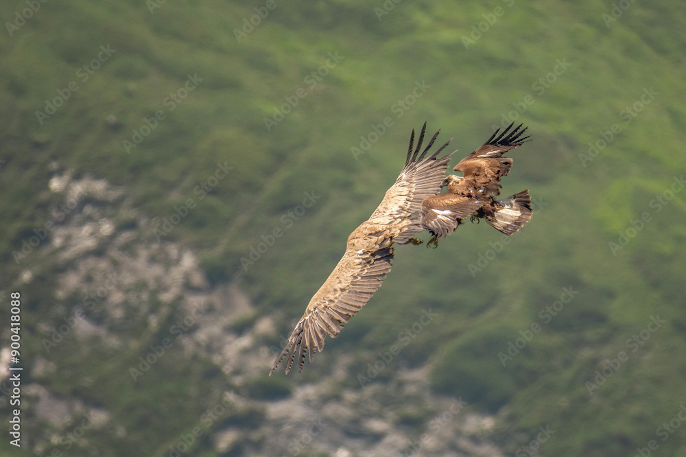 Wild Young golden eagle (Aquila chrysaetos) attacking a eurasian griffon vulture (Gyps fulvus) in flight against alpine meadows background. Wingspan size comparison. Italian Alps, Horizontal, July.