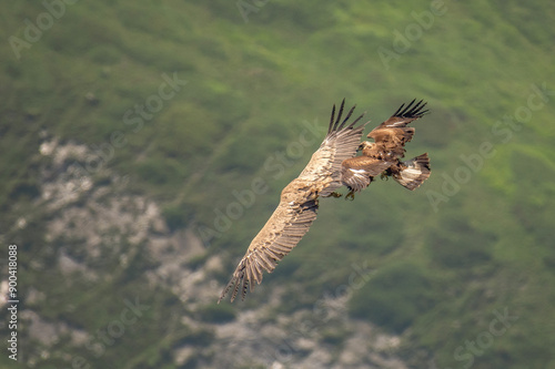 Obraz na płótnie Wild Young golden eagle (Aquila chrysaetos) attacking a eurasian griffon vulture (Gyps fulvus) in flight against alpine meadows background. Wingspan size comparison. Italian Alps, Horizontal, July. w salonie