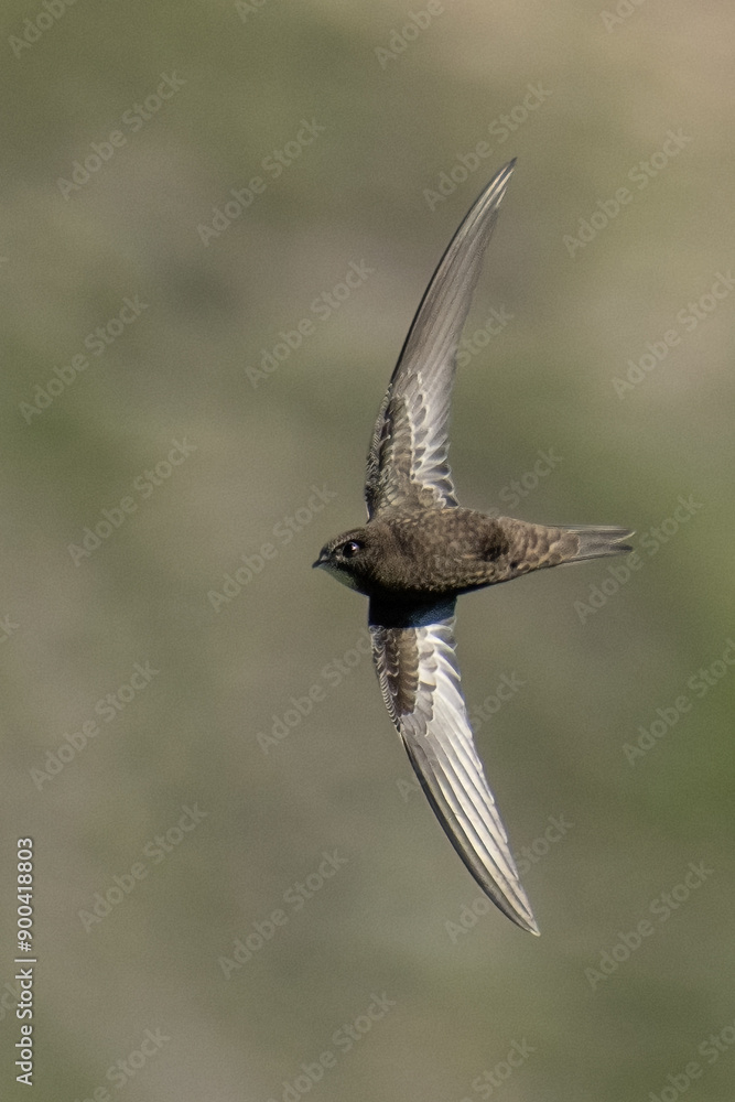 Common swift (Apus apus) in flight in the soft light of dawn with blurred rocks background, Italian Alps, migratory bird, horizontal.