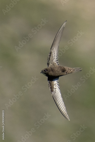Obraz na płótnie Common swift (Apus apus) in flight in the soft light of dawn with blurred rocks background, Italian Alps, migratory bird, horizontal. w salonie