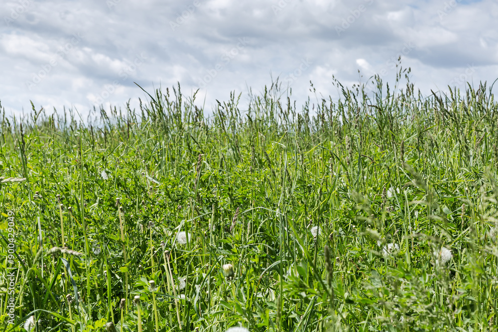 Different high grass with ears on meadow against cloudy sky Different high grass with ears on meadow against cloudy sky