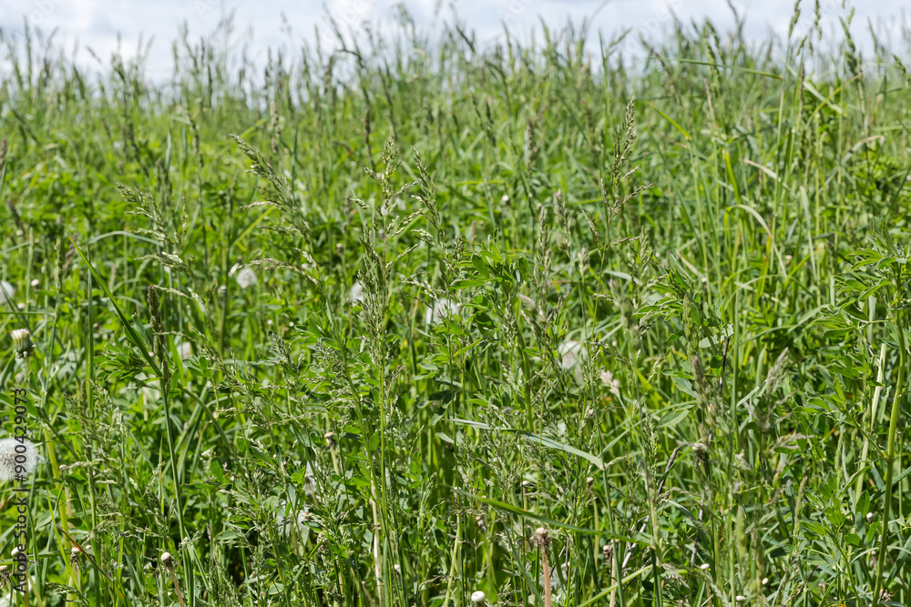 Different high grass with ears on meadow in sunny day Different high grass with ears on meadow in sunny day