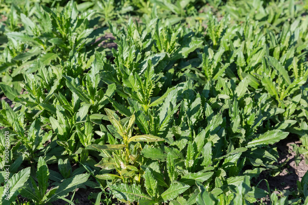 Young creeping thistle on a field in sunny day Young creeping thistle on a field in sunny day