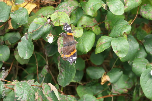 Admiral zerschlisssen