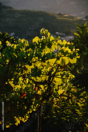 Fotografía de las plantas en la zona de la Ribera del Duero en Portugal. photo