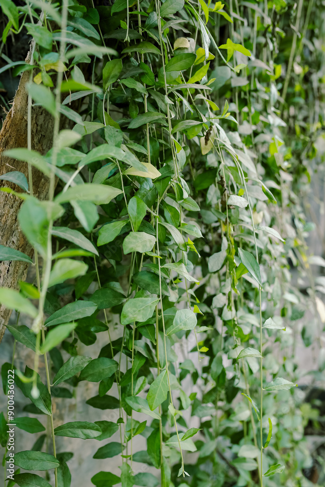 Plants with their long branches and many leaves covering the entire wall. Green vines named Lee Kwan Yew or Vernonia Elliptica. Beautiful hanging vines as curtain creeper plant. Plants with their long branches and many leaves covering the entire wall. Green vines named Lee Kwan Yew or Vernonia Elliptica. Beautiful hanging vines as curtain creeper plant.