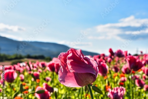 Germany Hesse Poppy fields and landscape in summer 2024