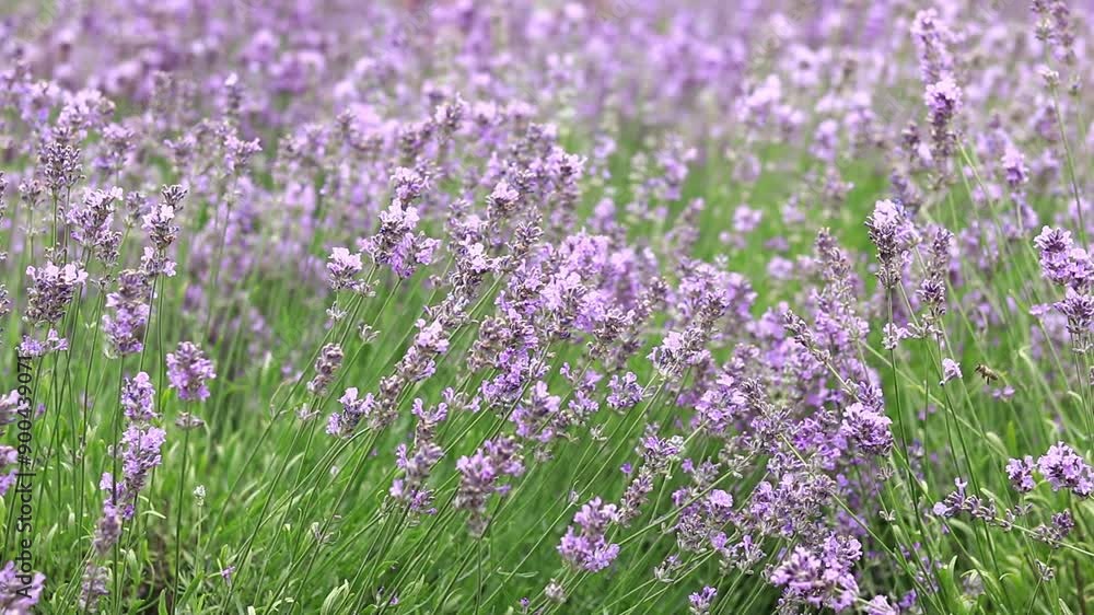Spring lavender flowers. Lavender flowers close up. Beautiful nature landscape. Lavender field. Purple lavender flowers with selective focus. Aromatherapy Spring lavender flowers. Lavender flowers close up. Beautiful nature landscape. Lavender field. Purple lavender flowers with selective focus. Aromatherapy