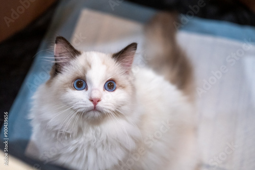 Cute, small Ragdoll cat. 4 months old. Standing on the floor and asking for attention