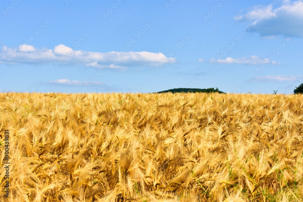 Naklejka premium Germany Hesse Poppy fields and landscape in summer 2024
