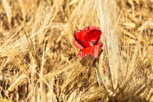 Germany Hesse Poppy fields and landscape in summer 2024