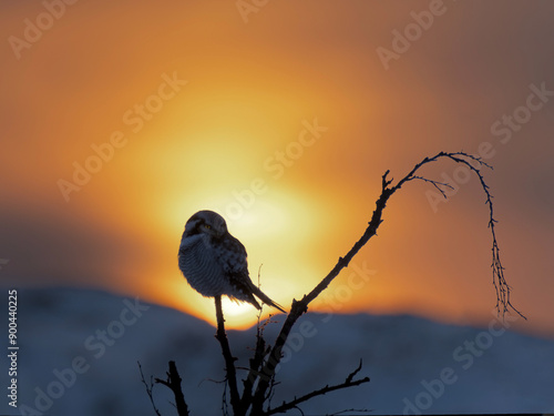 Sperbereule im Sonnenuntergang (Gegenlicht) photo