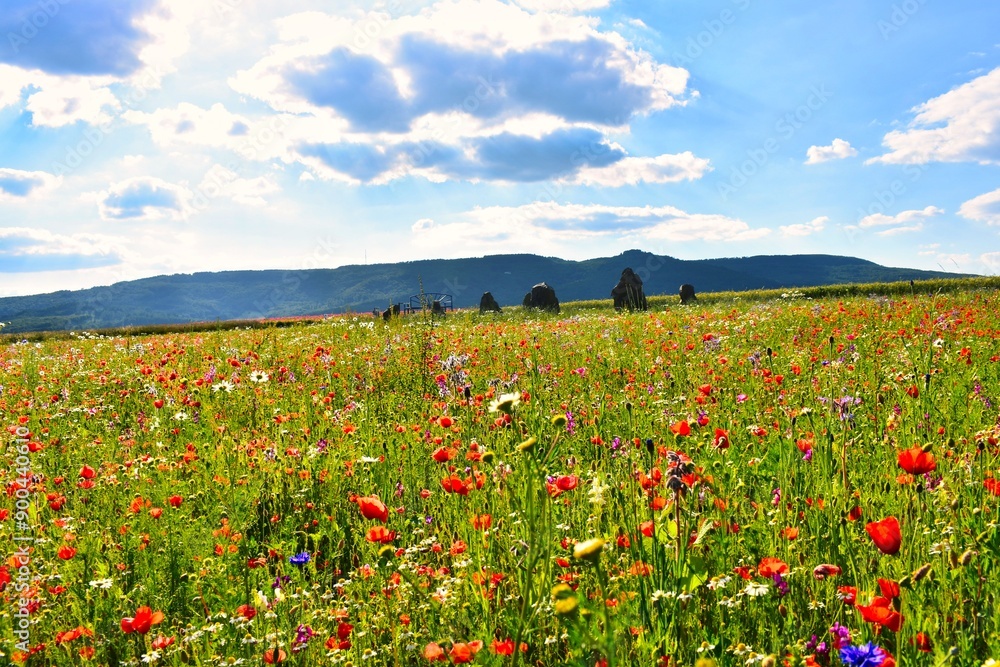 Germany Hesse Poppy fields and landscape in summer 2024 Germany Hesse Poppy fields and landscape in summer 2024