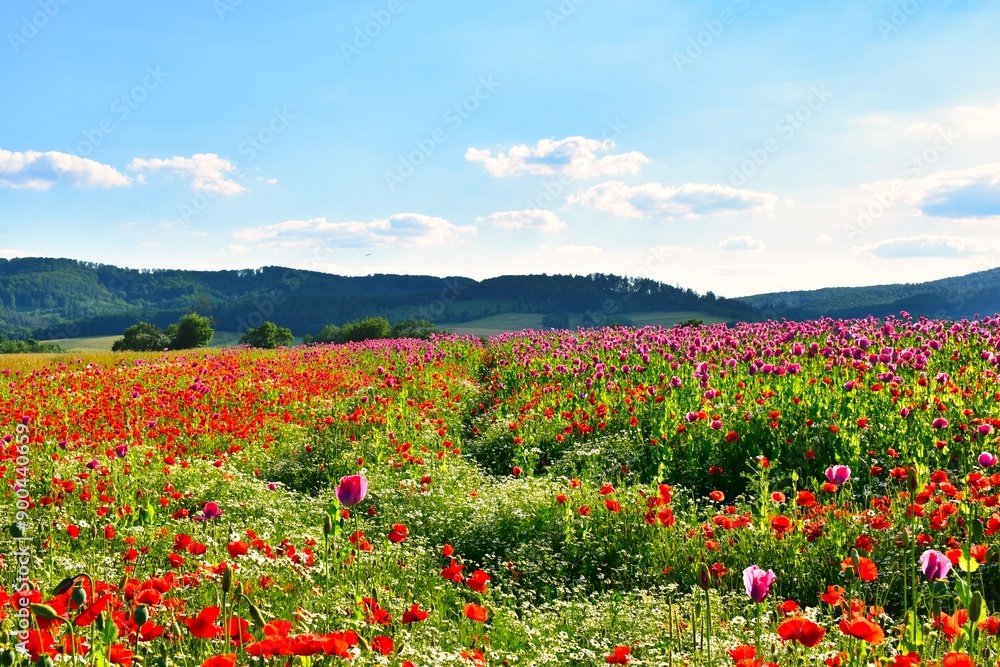 Germany Hesse Poppy fields and landscape in summer 2024 Germany Hesse Poppy fields and landscape in summer 2024