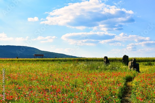 Germany Hesse Poppy fields and landscape in summer 2024