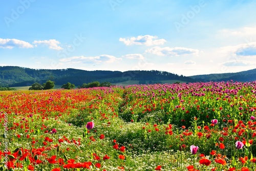 Germany Hesse Poppy fields and landscape in summer 2024