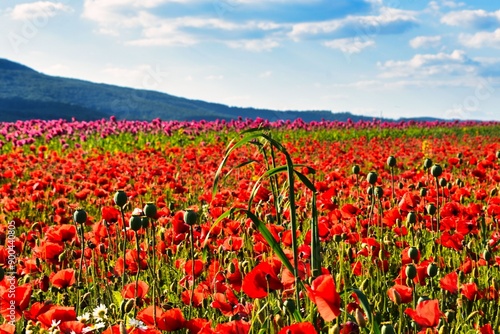 Germany Hesse Poppy fields and landscape in summer 2024