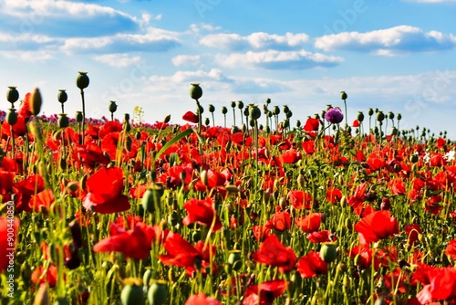 Germany Hesse Poppy fields and landscape in summer 2024