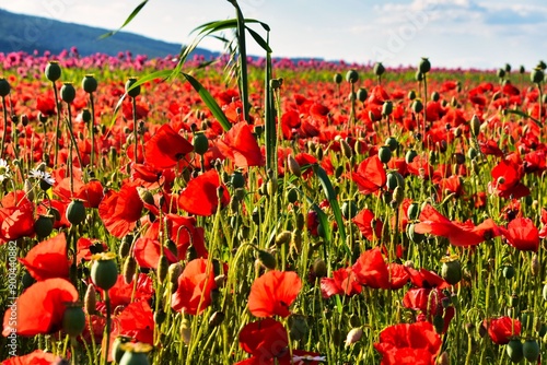 Germany Hesse Poppy fields and landscape in summer 2024